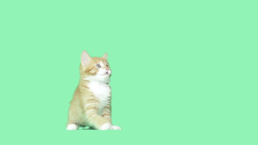 Header of Kitty