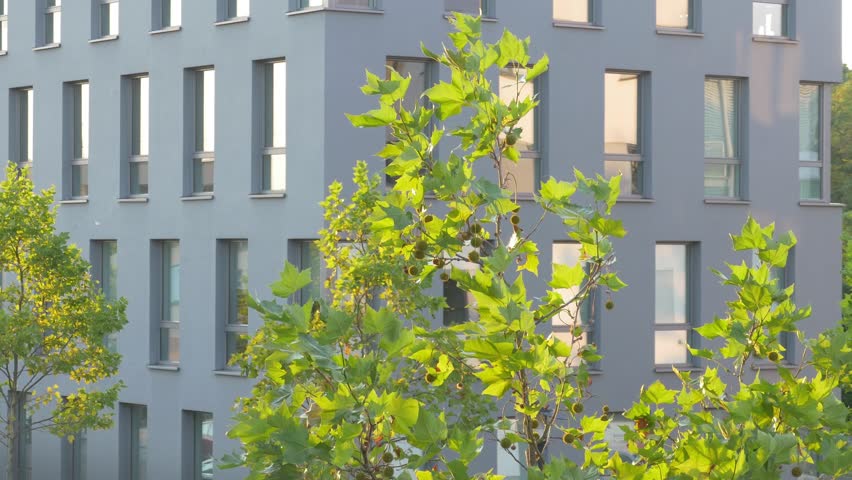 Header of Platanus occidentalis