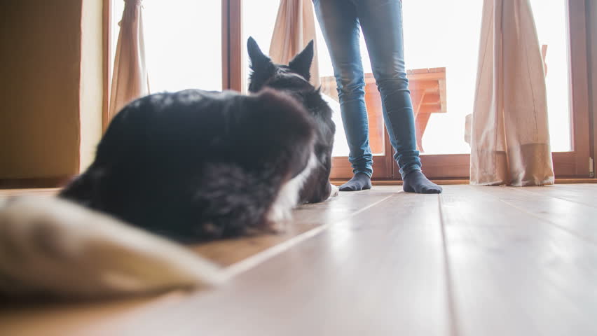 Dog Lay On Living Room Stockvideos Filmmaterial 100 Lizenzfrei 11424314 Shutterstock