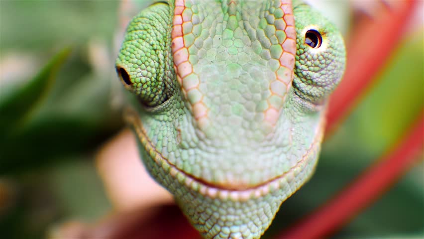 Macro Shot In 4k Uhd Of A Veiled Chameleon S Eyes