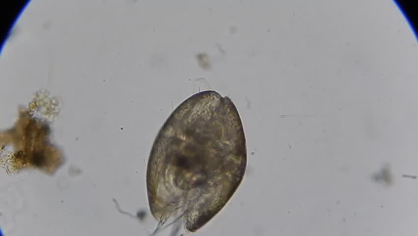 Header of ostracod