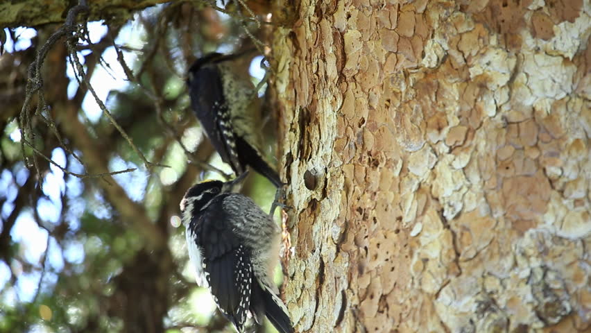 Header of American Three-Toed Woodpecker