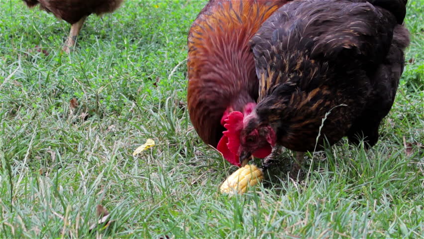 Corn For Chickenschickens Eat Maize Stock Footage Video 100 Royalty Free 11605274 Shutterstock