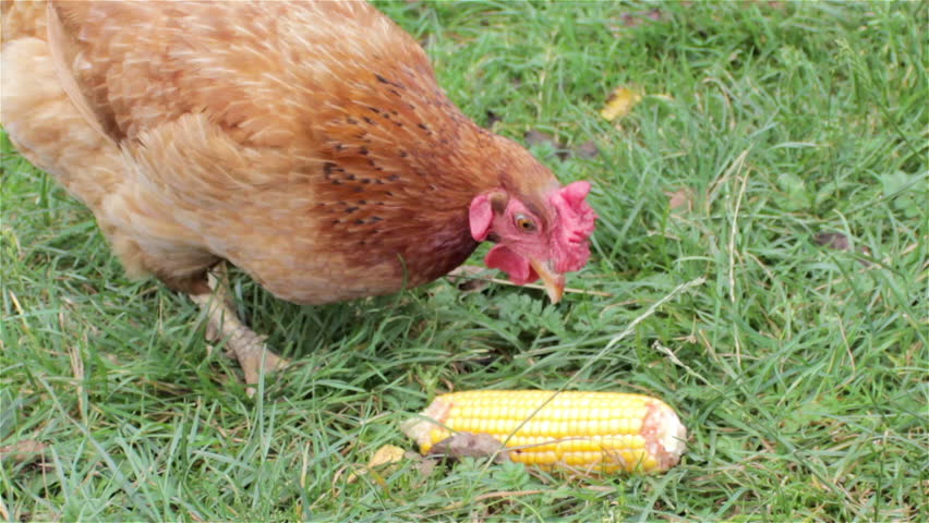 Eating Corn On The Grasscorn Stock Footage Video 100 Royalty Free 11628824 Shutterstock