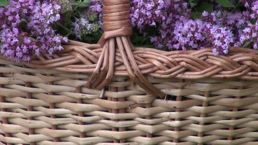 Header of origanum