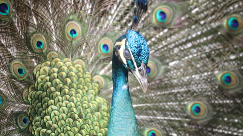 Header of peacock