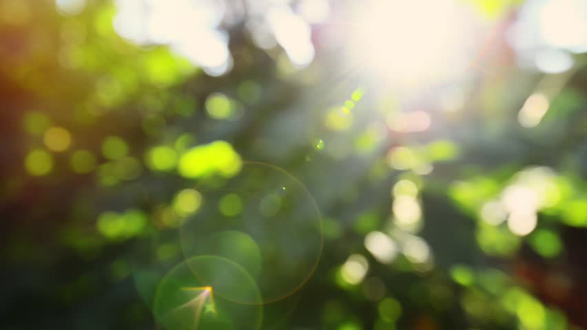 evening sunlight through autumn leaves, defocused : стоковое видео ...