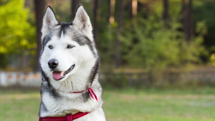 Husky Dog Hd Images Husky Dog Hd Images