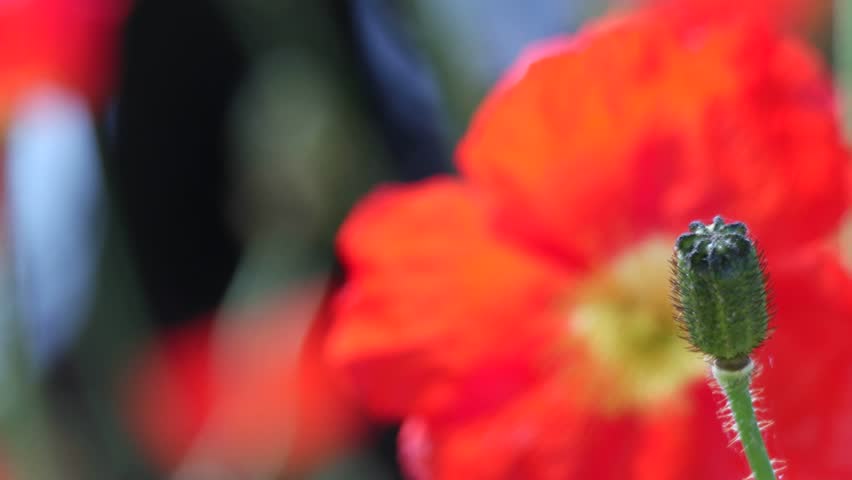 Header of opium