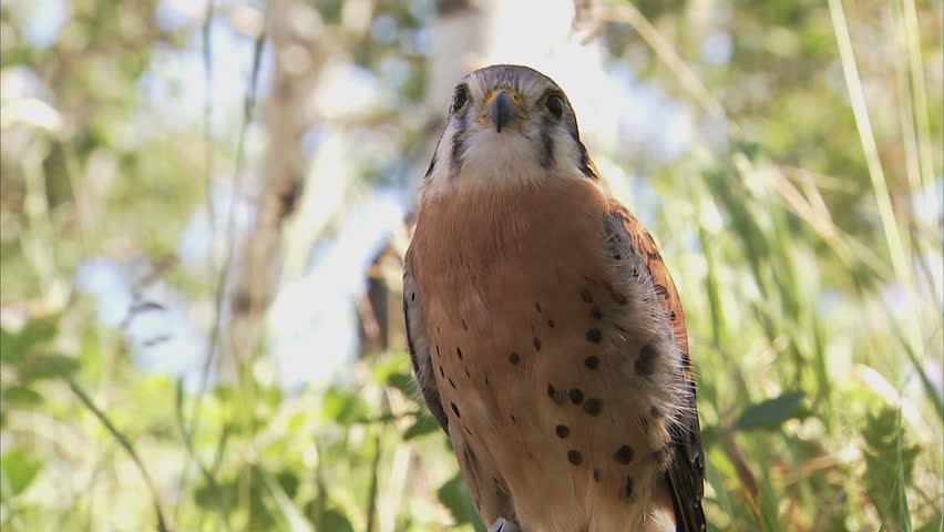Header of sparrowhawk