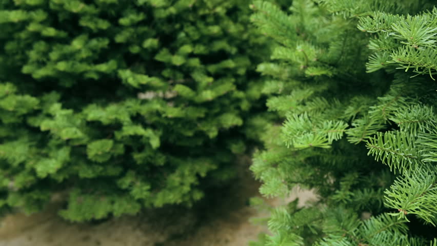 christmas tree nursery stock thenurseries christmas tree nursery stock thenurseries