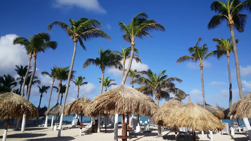 Palmtrees And Beach Umbrellas At Stock Footage Video 100 Royalty Browse Video Categories