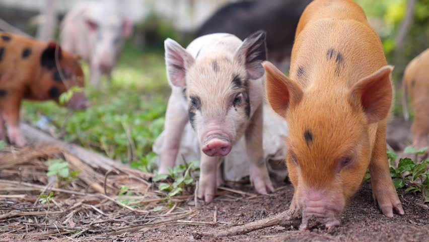 Cute Baby Pig Walking Outdoors. HD, 1920x1080. Stock Footage Video ...