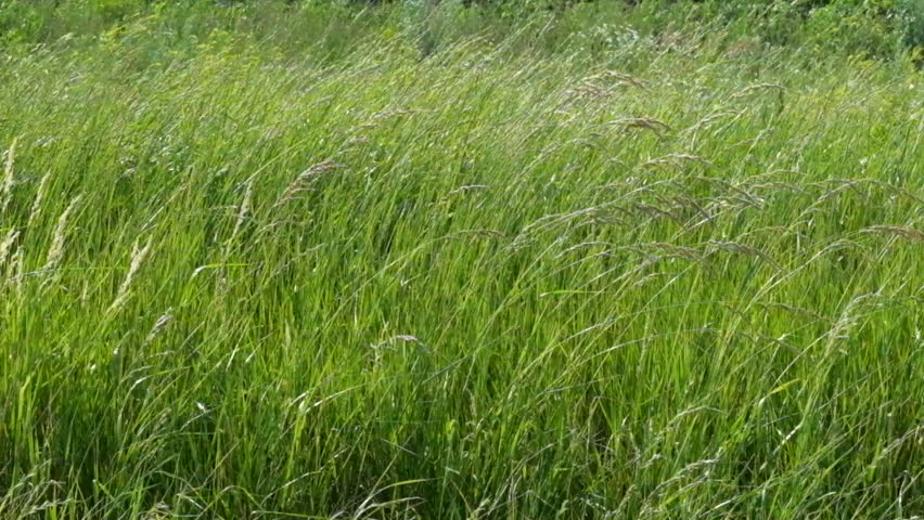 Texture of Grass On Wind Stock Footage Video (100% Royalty-free ...