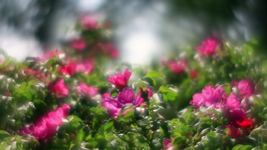 Wonderful Sunlit Wild Rose Hedge Stock Footage Video (100% Royalty-free ...