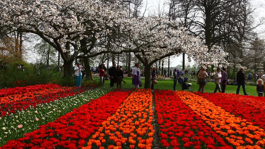 Stock video of keukenhof dutch 