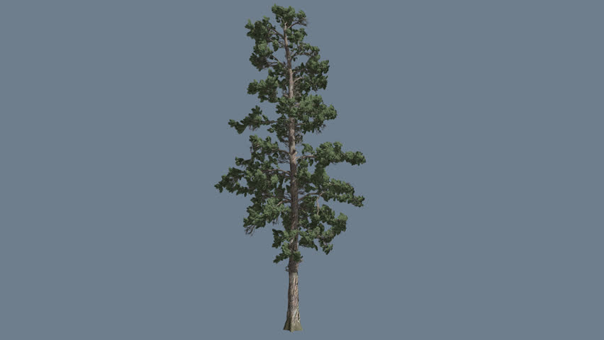 Eastern White Pine On Alfa Channel, Tree Cut Out Of Chroma Key, Snow On ...