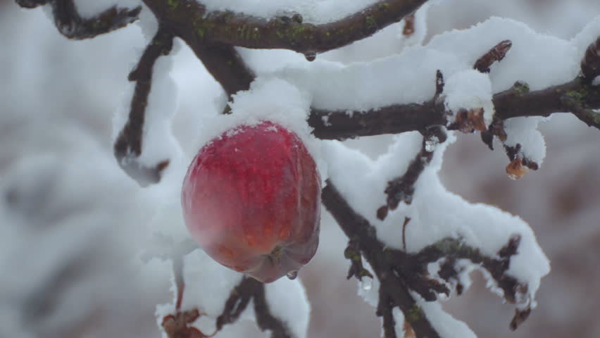 Image result for apple tree with snow