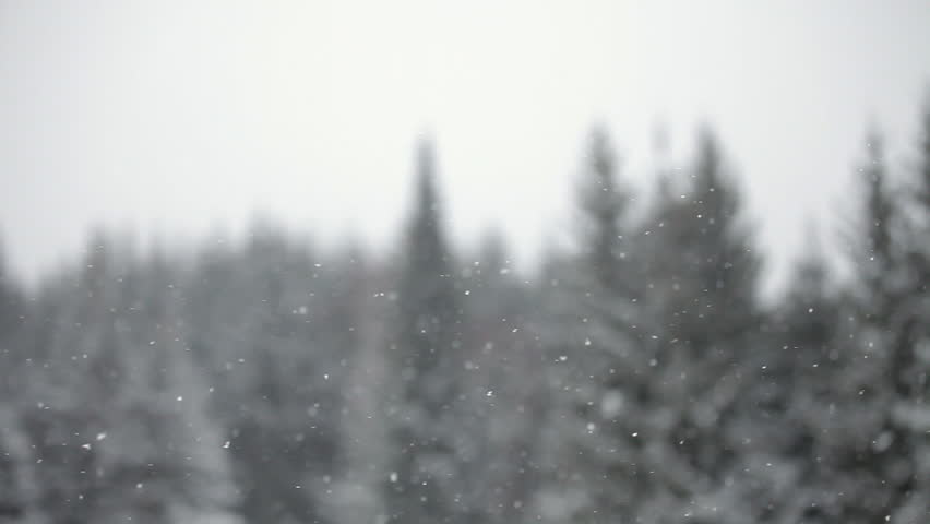 Winter Snowstorm With Blurry Forest Background Stock Footage Video ...