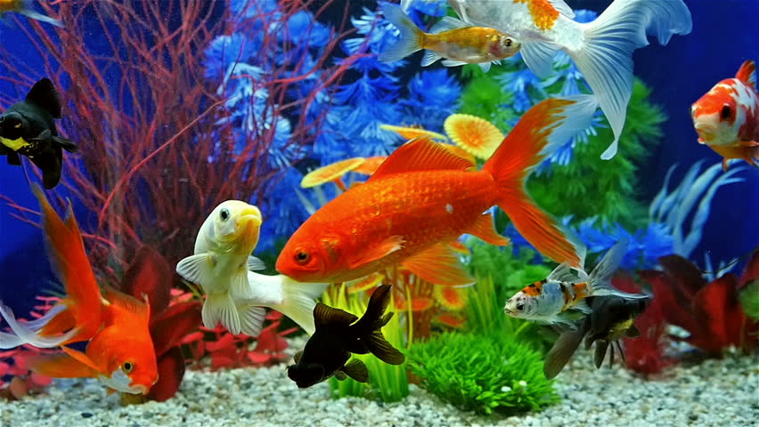 Slow Motion Of Fish Swimming In Tropical Freshwater Aquarium Stock