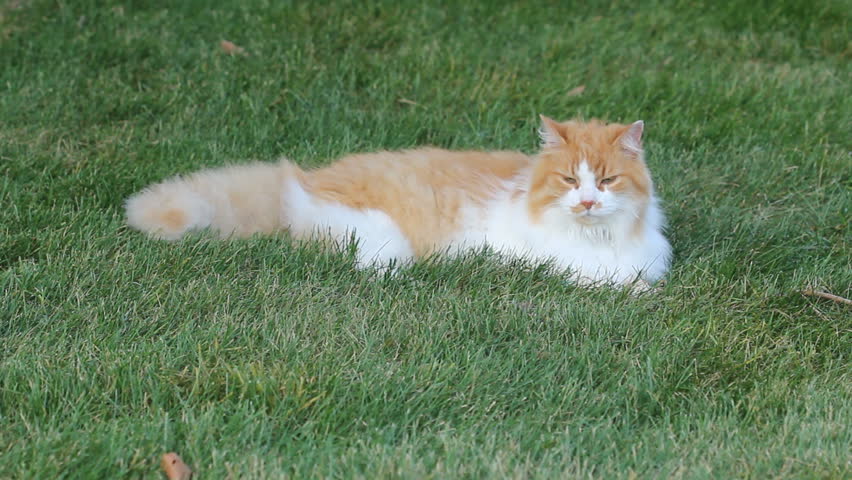 Hd00 26a 16 Year Old Orange And White Longhaired Cat Felis Catus