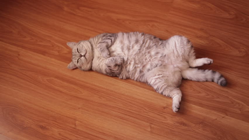 Stock Video Clip of Cute Cat is sleeping on his back Shutterstock