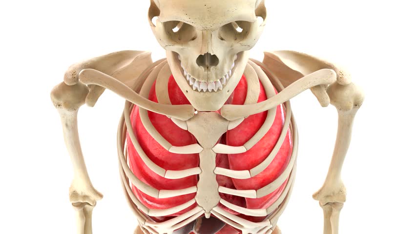 Human Body and Internal Organs Vidéos de stock (100 % libres de droit