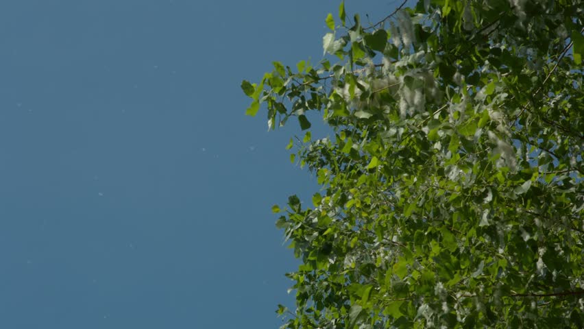 Header of bloomer
