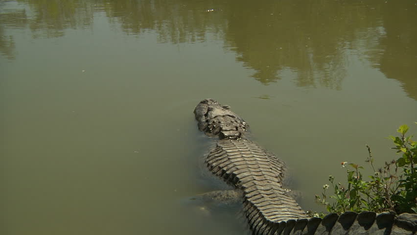 Header of gator