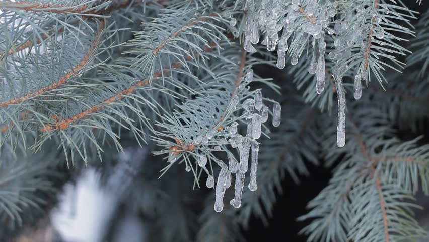 Stock Video Clip of Icicles melting and dripping on fir tree | Shutterstock