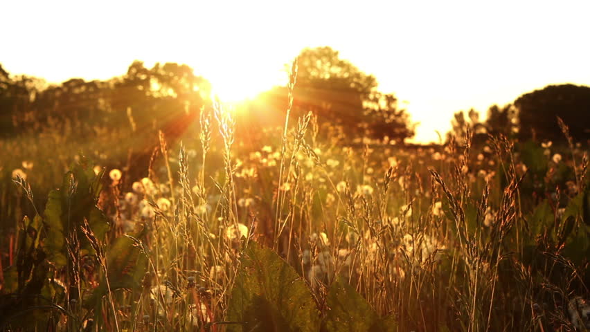 Dreamy Daisy Field At Sunset Stock Footage Video 1349881 | Shutterstock