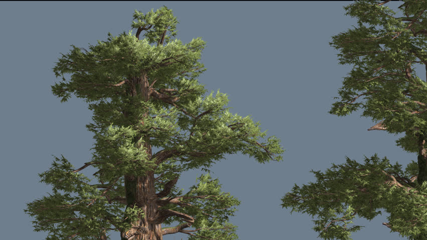 White Fir, Abies Concolor,Tree On Alfa Channel, Alpha Channel, Tree Cut ...