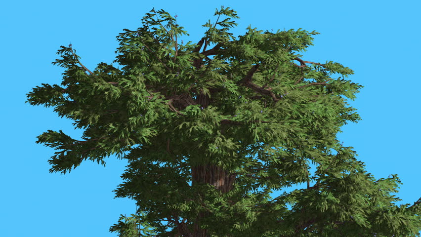 a description of a slender evergreen tree with a smooth grey trunk Description monoecious evergreen tree to 20 m tall and 40 cm dbh, with a straight round trunk and long, slender on old trees black-grey, rough and scaly. a description of a slender evergreen tree with a smooth grey trunk Description monoecious evergreen tree to 20 m tall and 40 cm dbh, with a straight round trunk and long, slender on old trees black-grey, rough and scaly.