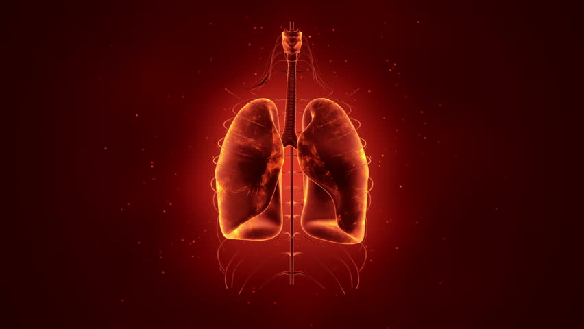 Abstract Background With Animation Of Rotation Realistic Human Lungs