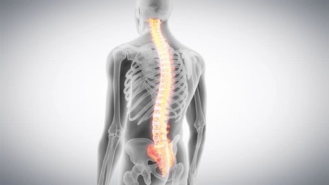 Medical 3d Animation Human Spine Stock Footage Video (100% Royalty-free)  15102184 | Shutterstock