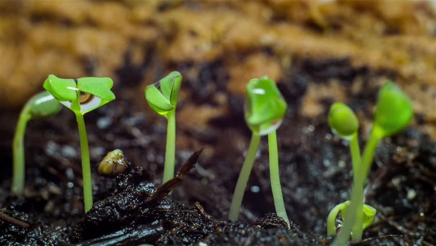 Stock video of arugula sprouts. seedling plants. time-lapse ...