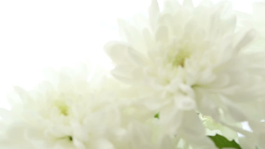 Beautiful Bouquet White Chrysanthemums On Stock Footage Video Beautiful Bouquet White Chrysanthemums On Background Video Is Blurred And Out Of Focus