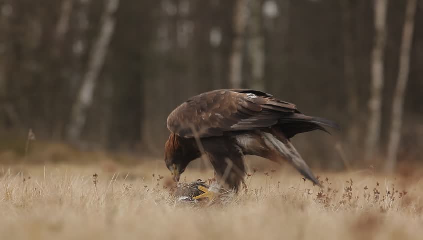 Golden Eagle Feeding On Kill Stock Footage Video 100 Royalty Free 15589864 Shutterstock