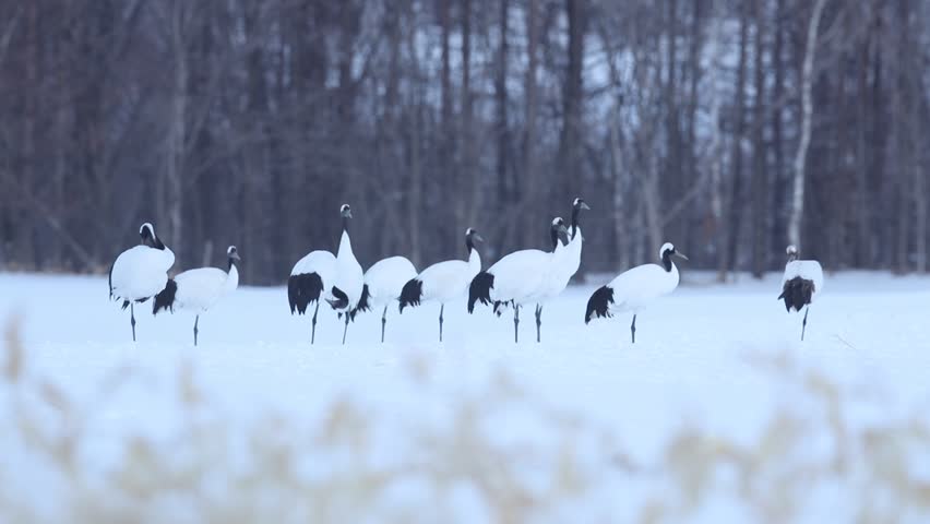 Birds In The Snow. Red-crowned Crane In Japan. Winter Scene From Japan ...