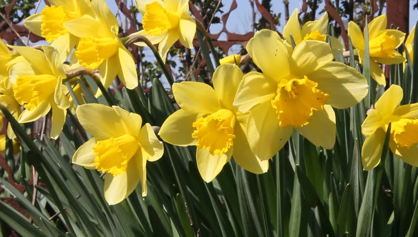 Close Up Of Yellow Daffodils (narcissus) Flowering In Spring Sunshine ...