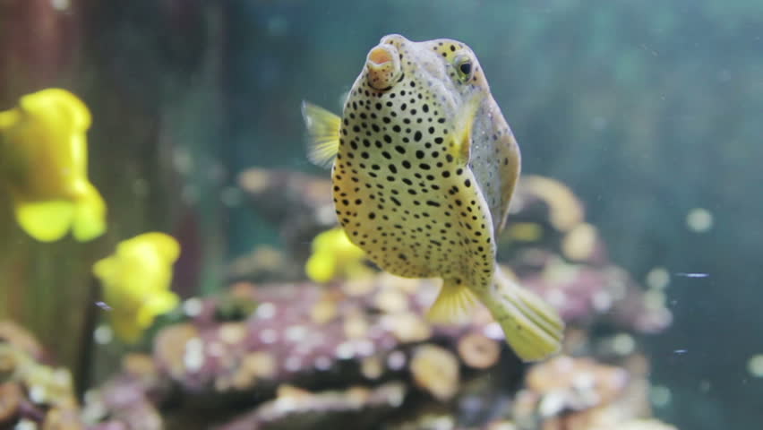 Header of Ostracion cubicus