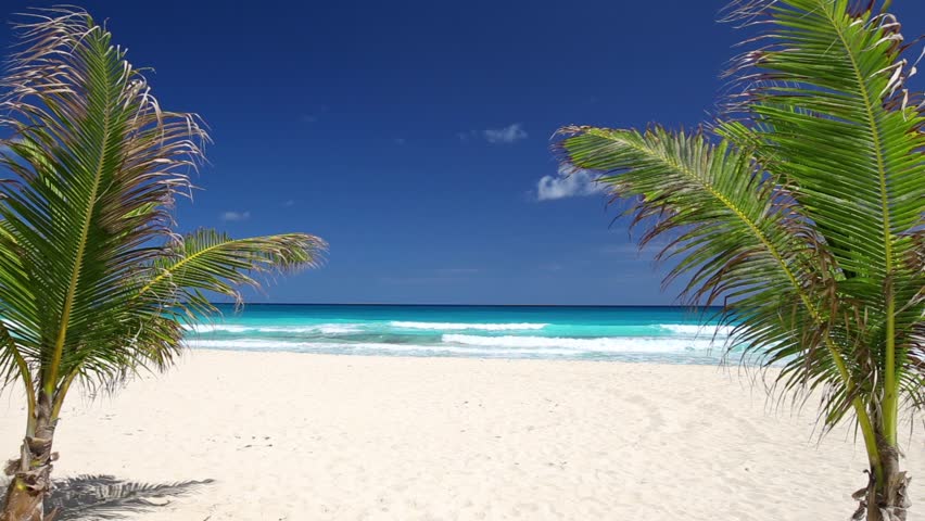 Tropical Beach With Coconut Palm Tree And White Sand On Caribbean ...