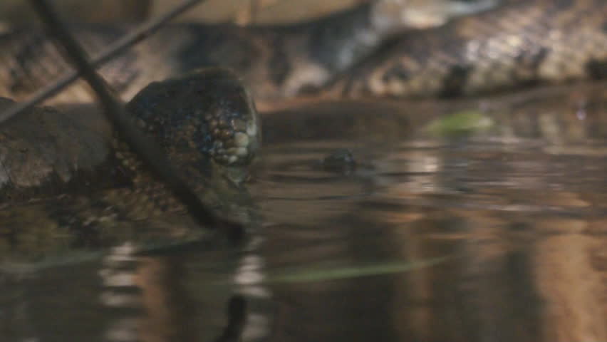 Header of Agkistrodon Piscivorus