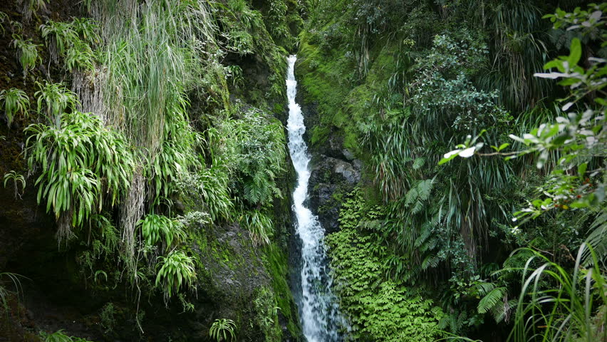 New Zealand: Karamatura Falls. Waterfall In Lush Green Subtropical Rain ...