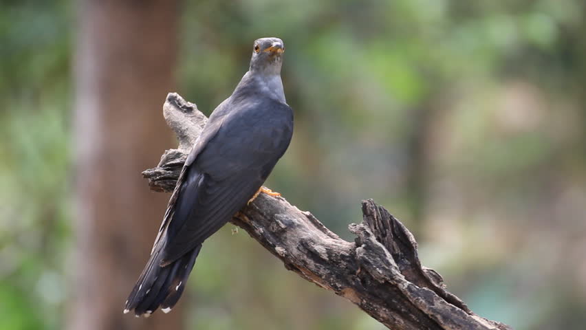 Stock video of beautiful bird, himalayan cuckoo (cuculus saturatus ...