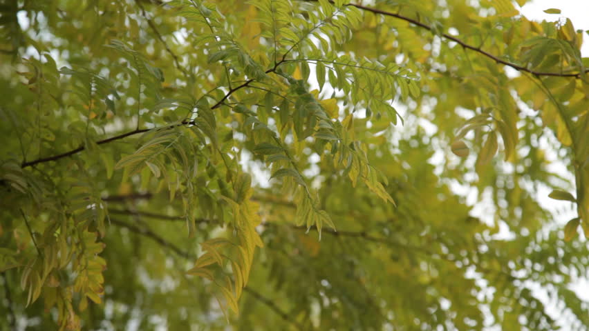 olive garden greentree olive green tree growing in the garden background hd 1080 stock footage olive garden greentree olive green tree growing in the garden background hd 1080 stock footage