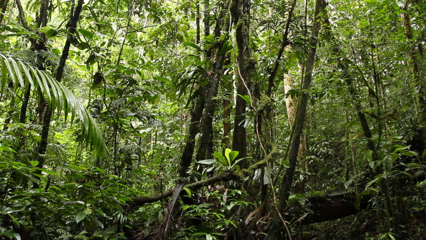 Curare Vine (Chondrodendron Tomentosum) Stock Footage Video 356893 ...