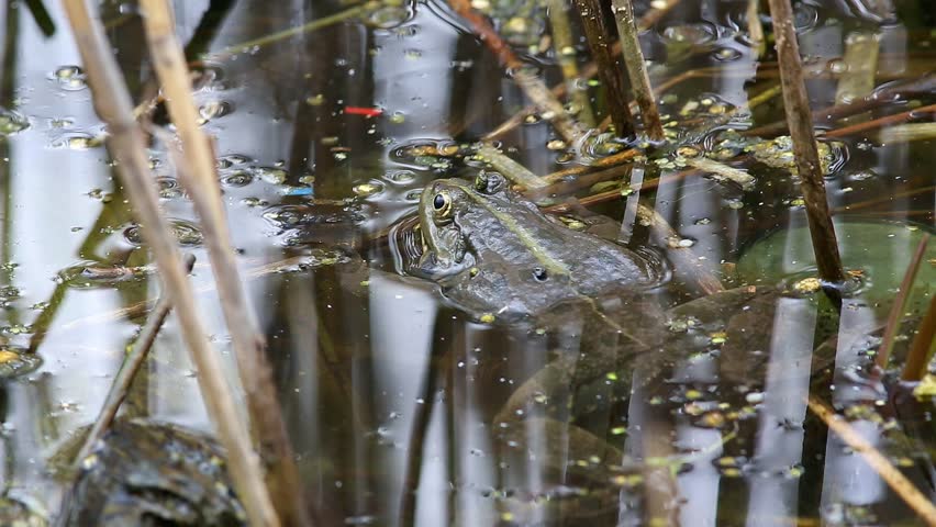Header of croak