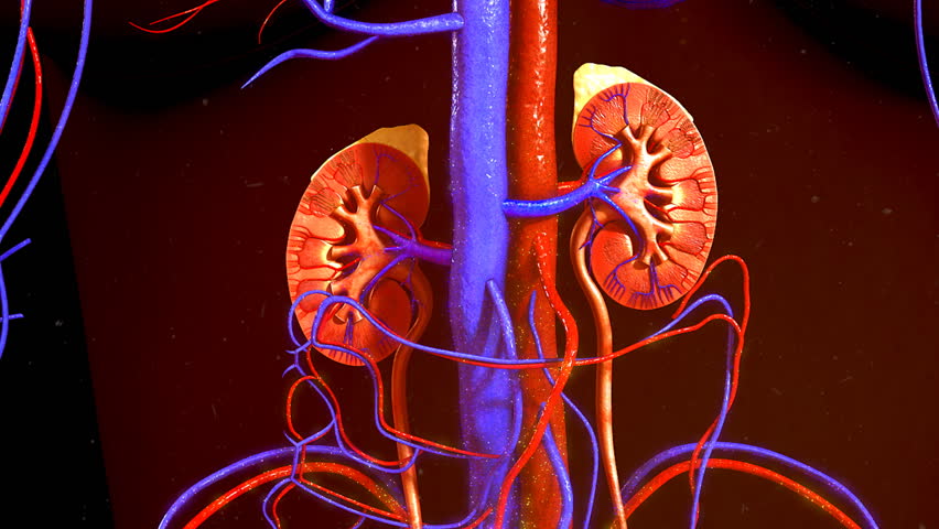 Header of excretory