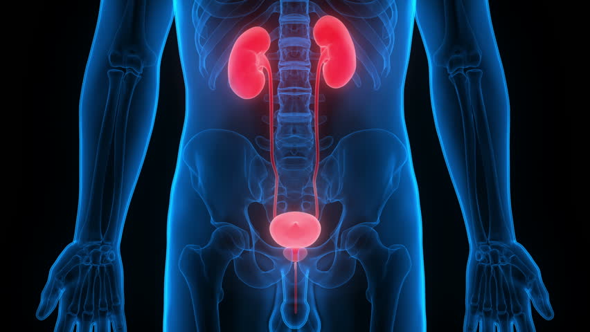 kidney location in human body 3d